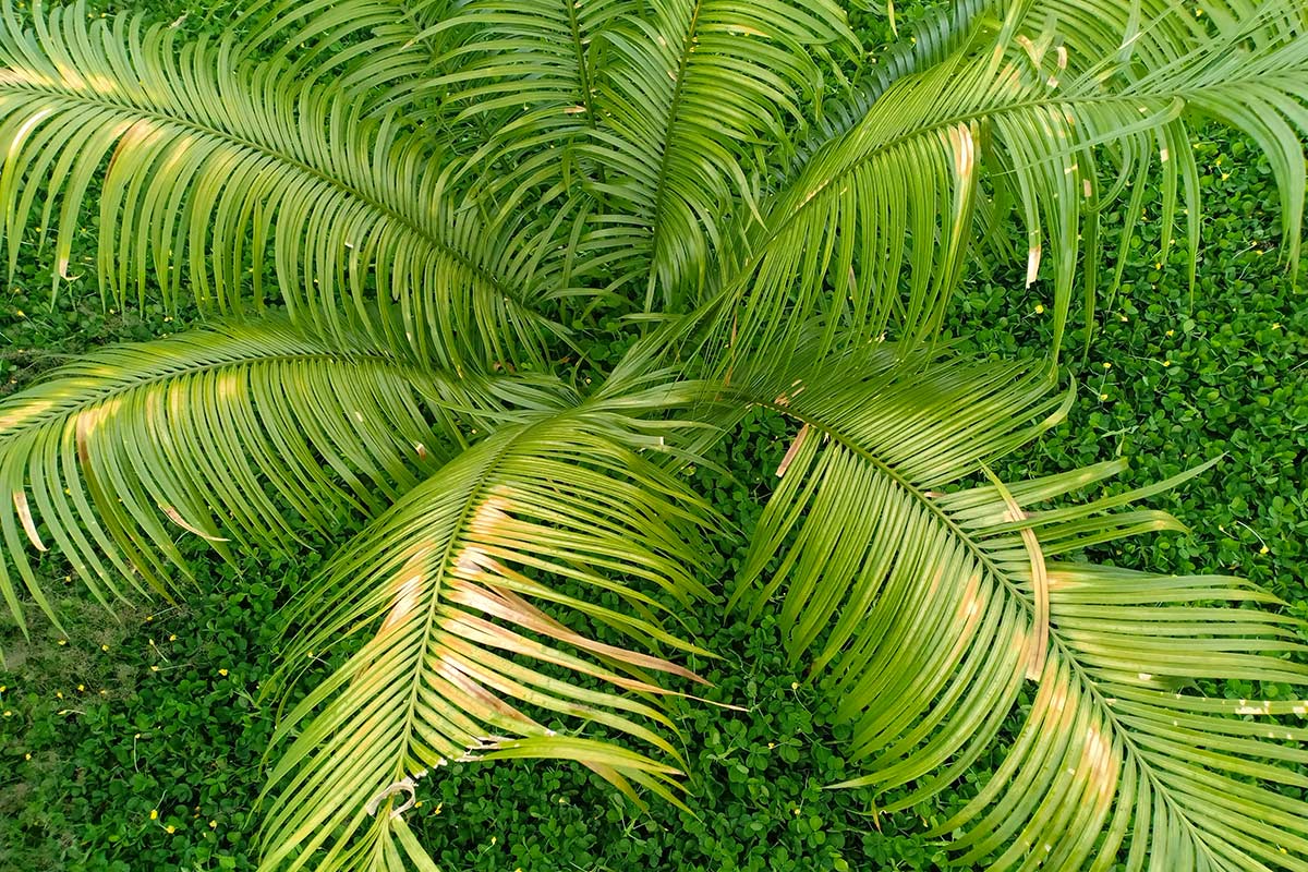 Cycas
