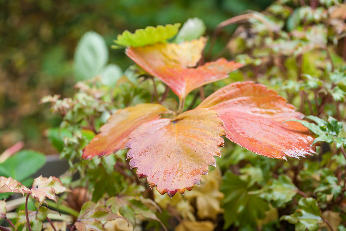 Feuilles de fraises en automne.