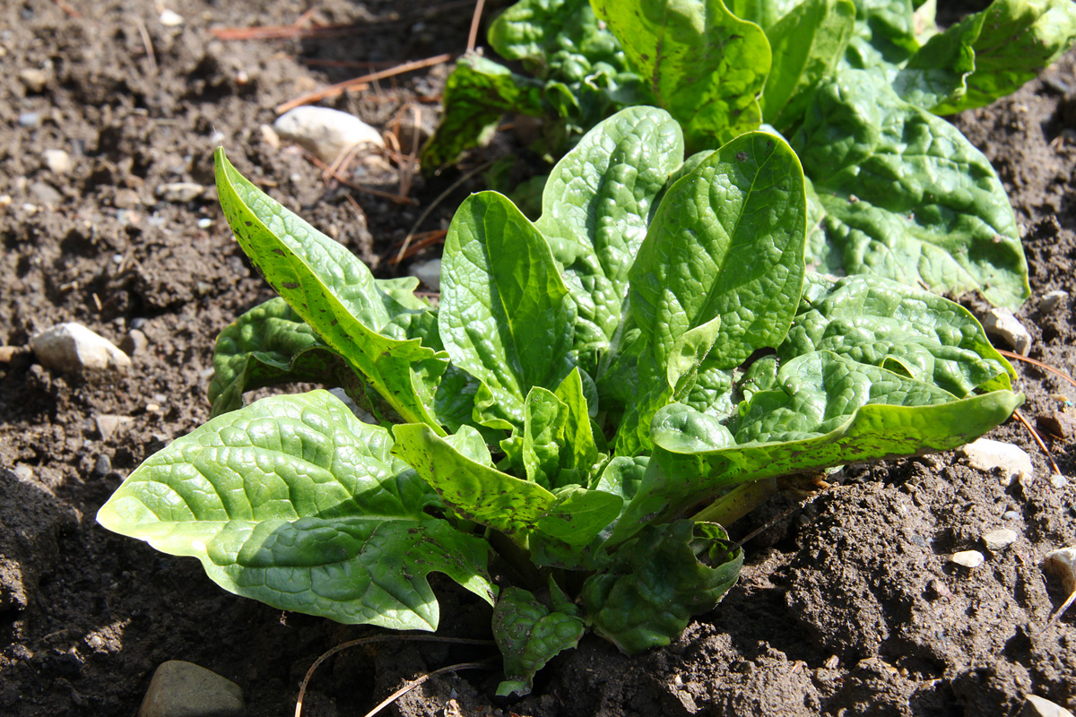 épinards potager