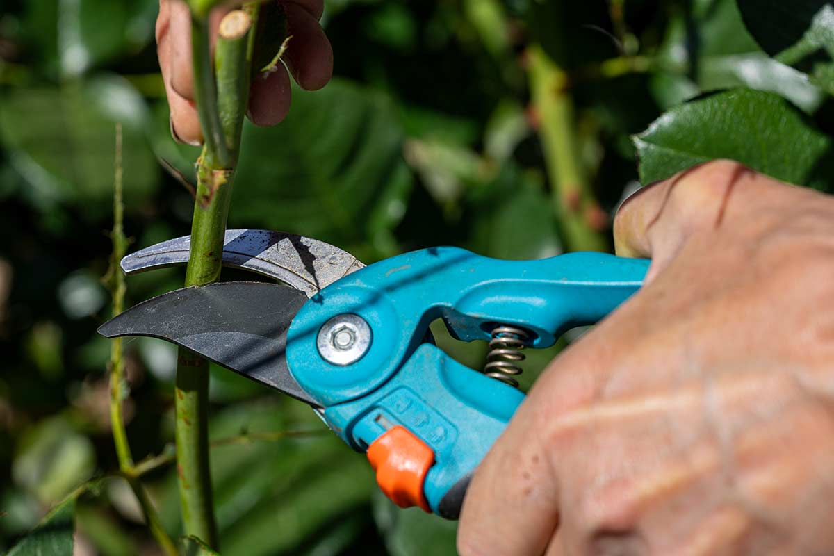 Rosiers : 4 erreurs à éviter quand on les taille