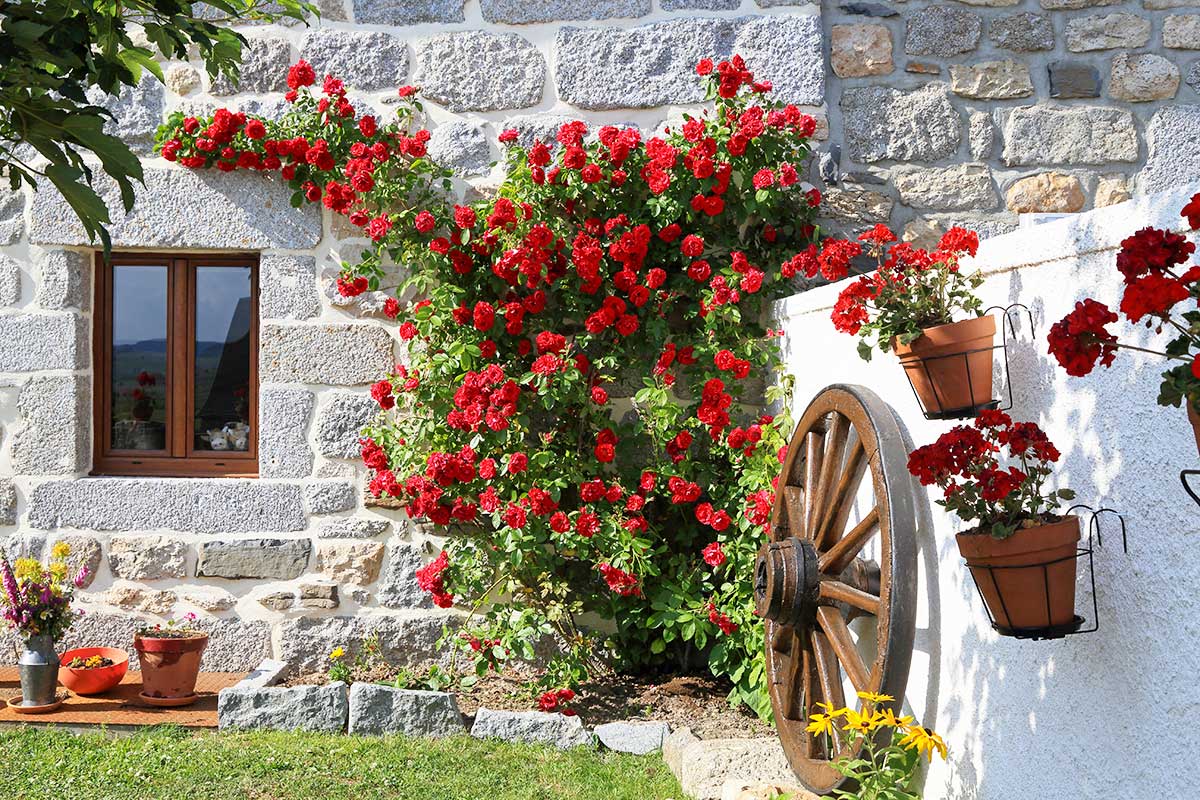 superbe rosier rouge dans un jardin