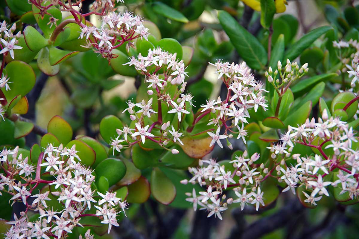 plante de jade avec fleurs