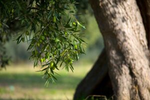 fertilisant DIY olivier