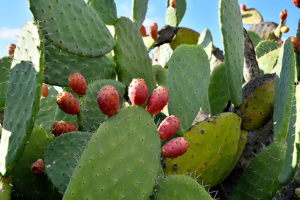 figues de barbarie