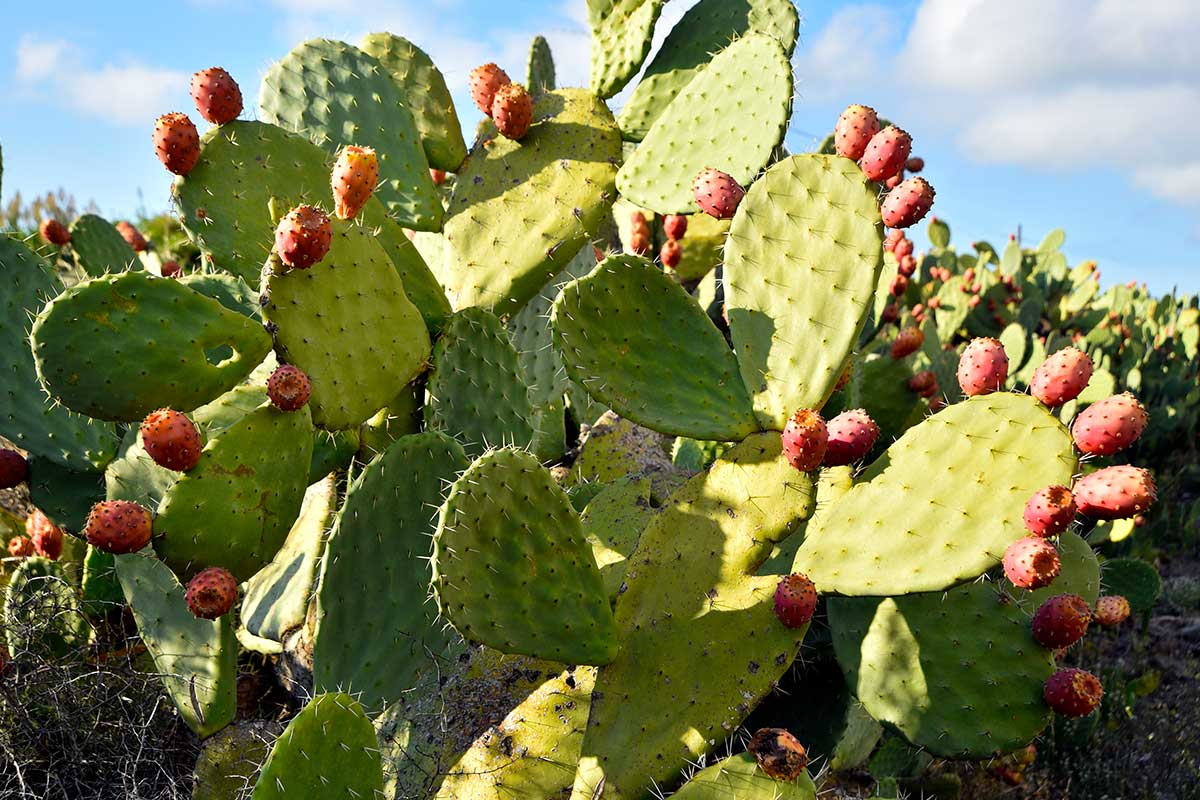 figues de barbarie