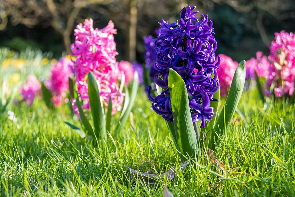 fleurs automne jardin