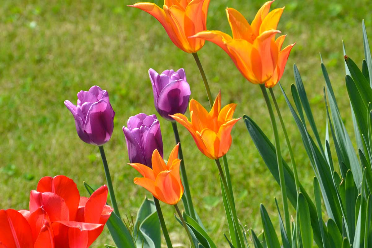 Tulipes