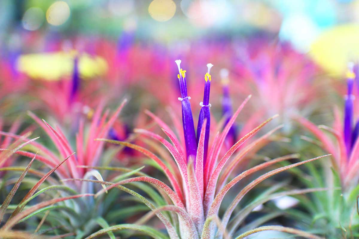 Tillandsia