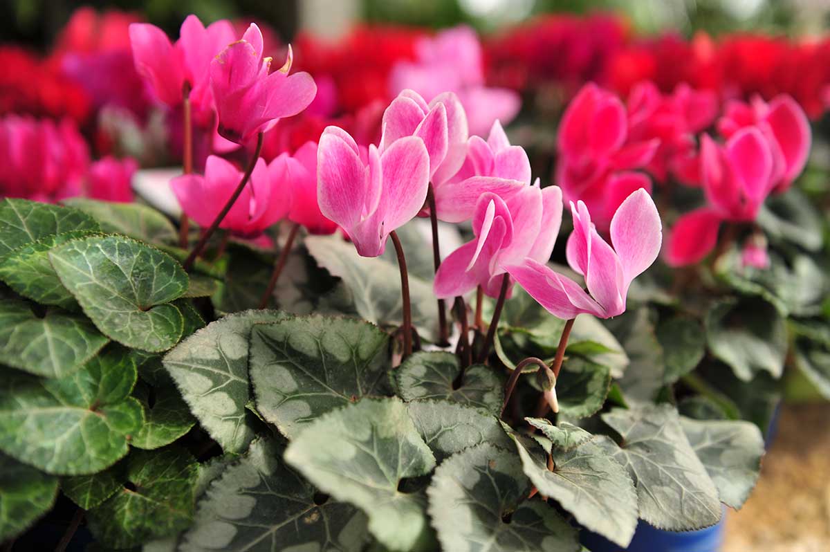 Cyclamen