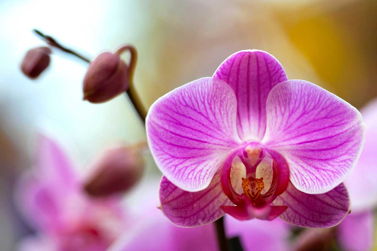 Orchidées chez Lidl