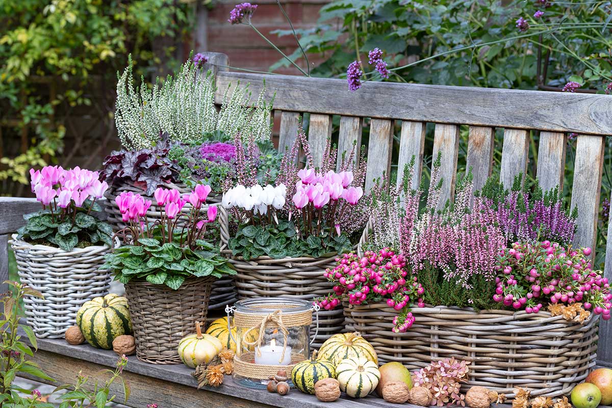 Fleurs et plantes Lidl de la semaine