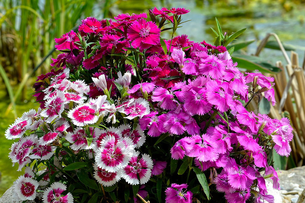 Dianthus barbatus