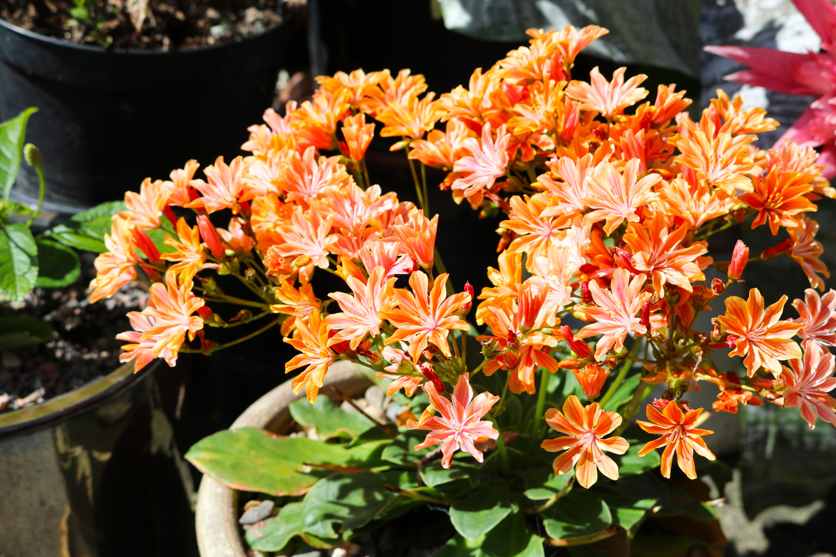 Lewisia