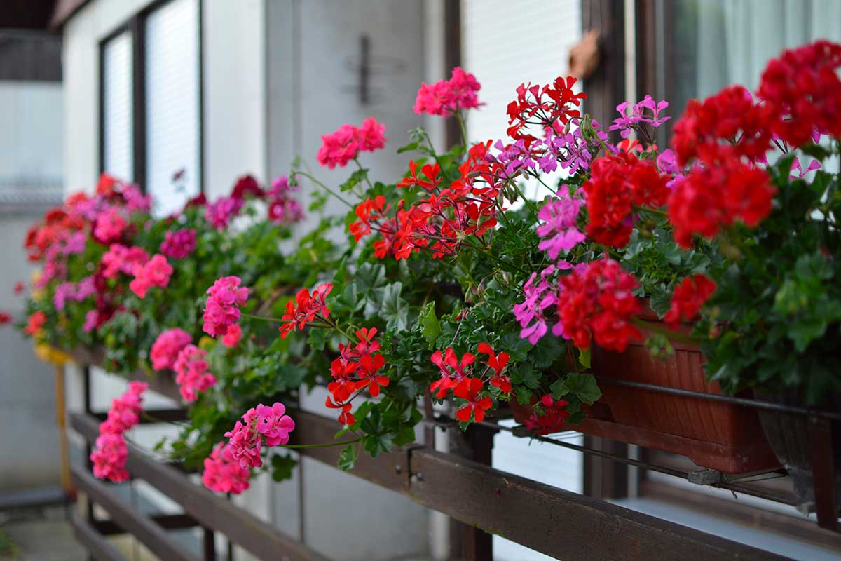 géraniums sur balcon