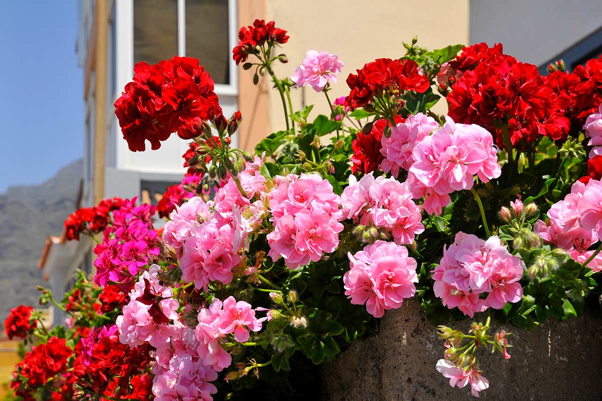 géraniums rouges et roses