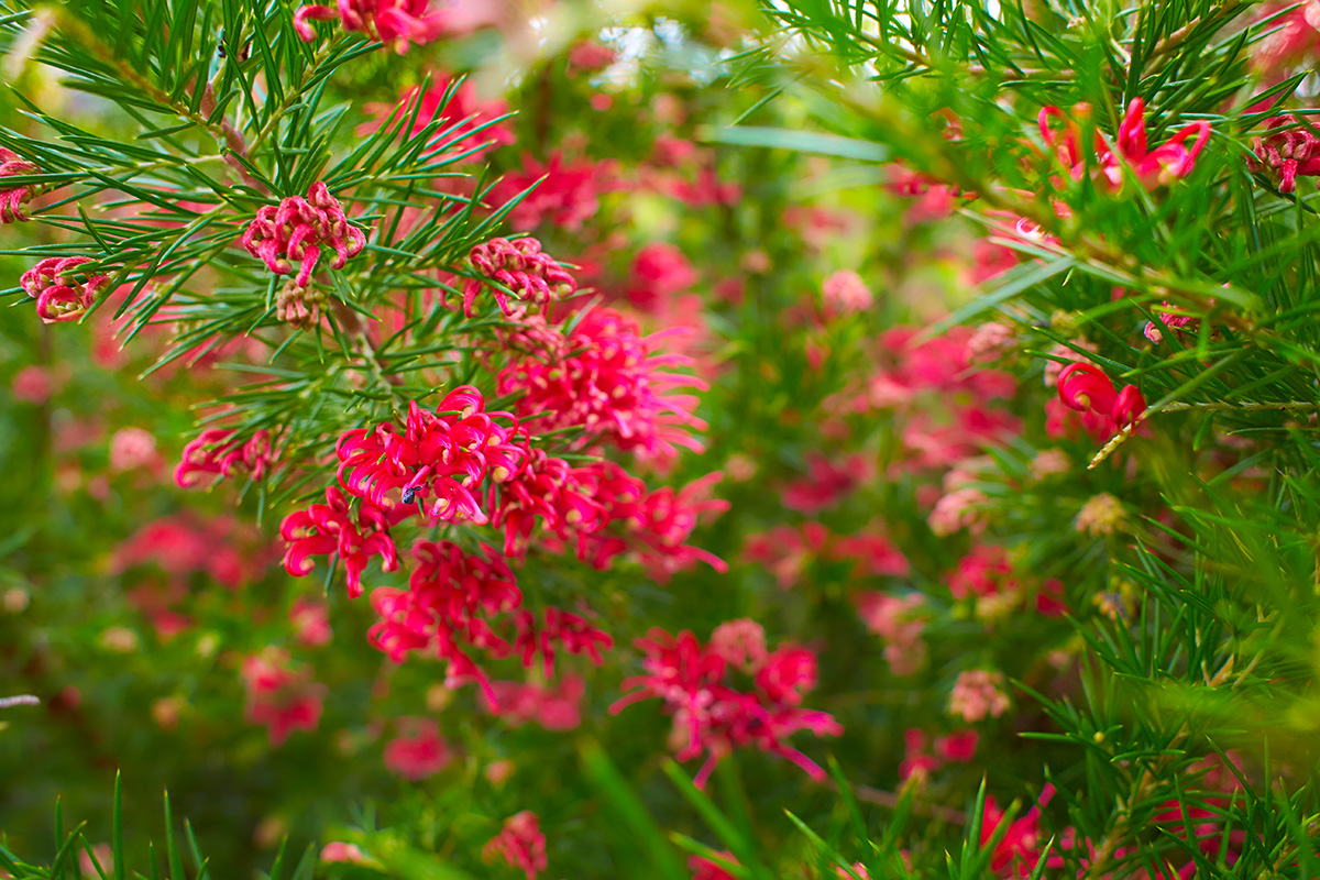 Grevillea rose