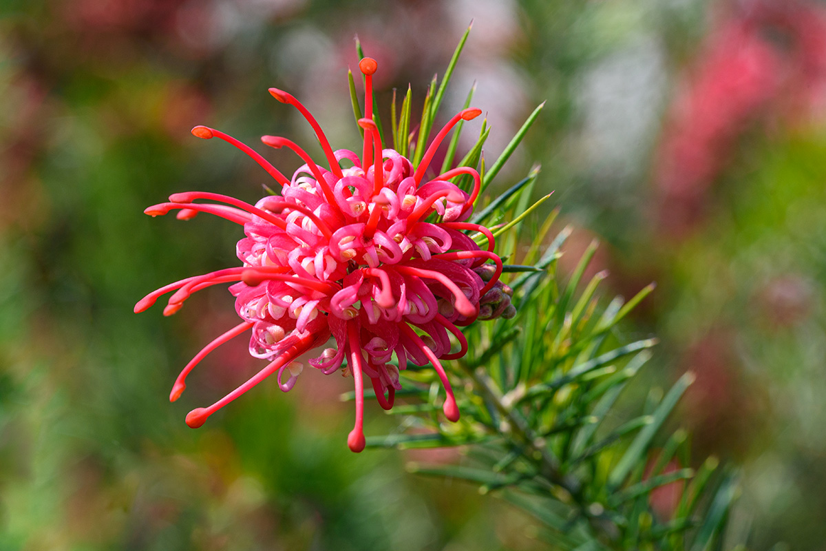 Grevillea