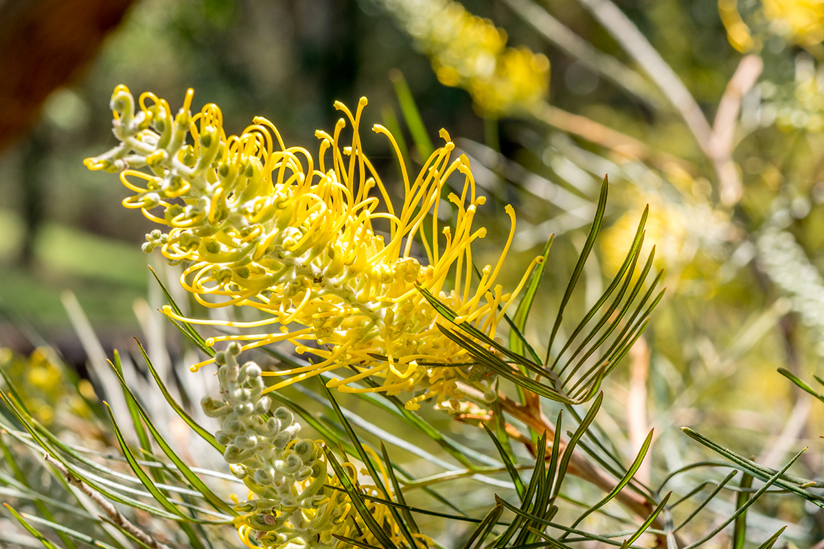 Grevillea jaune