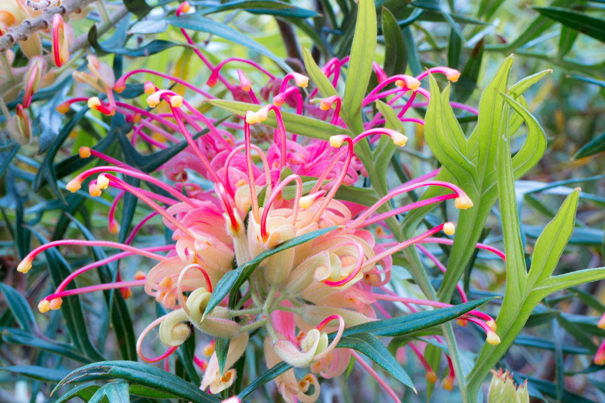 Grevillea