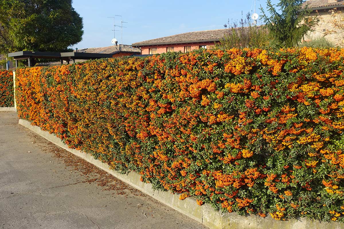 haie de pyracantha