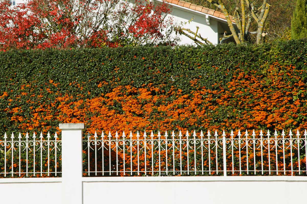 haie de pyracantha