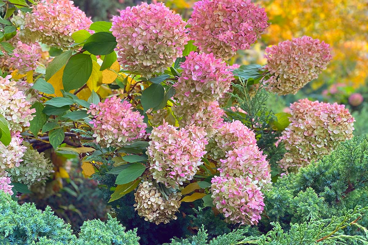 Hydrangea paniculata