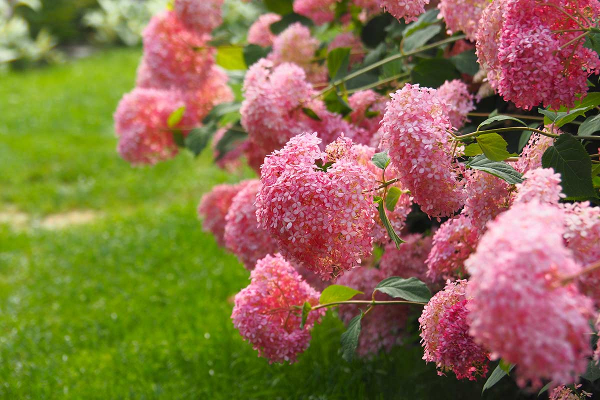 Hydrangea arborescens