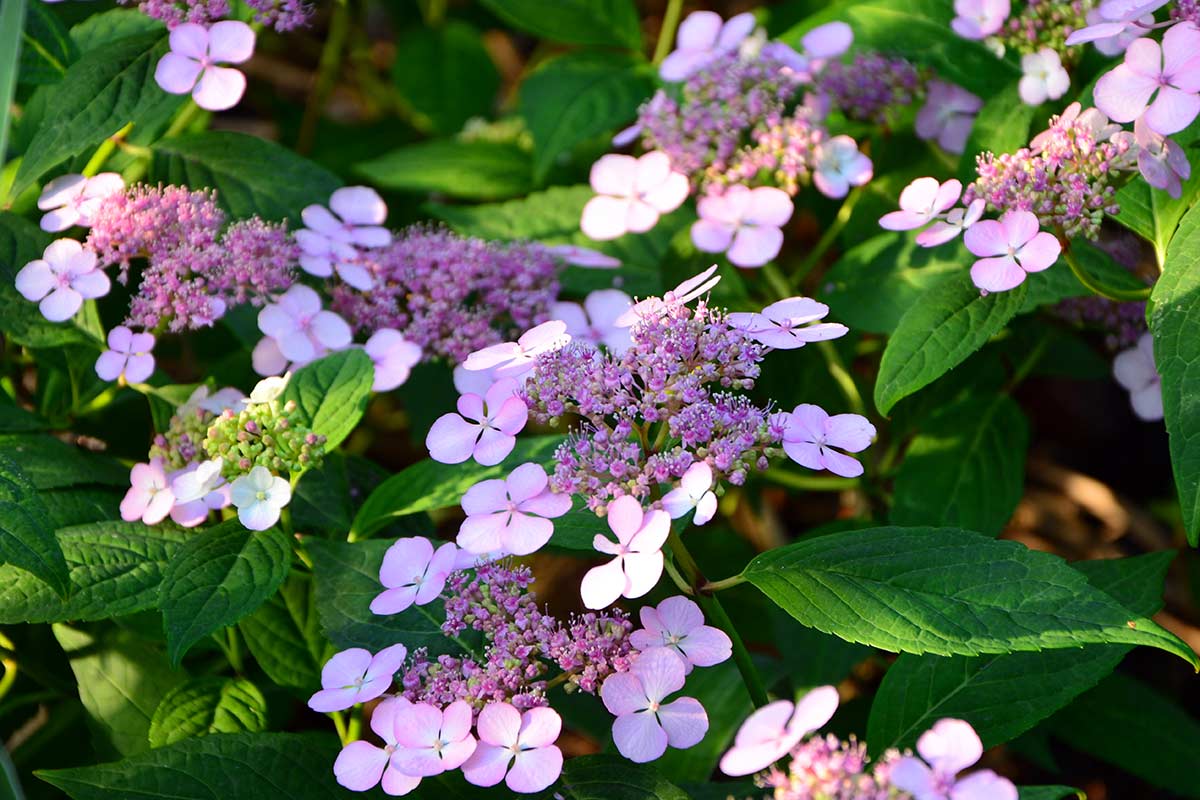 Hydrangea serrata