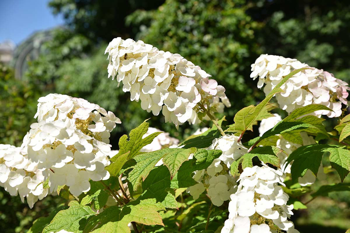 Hydrangea quercifolia