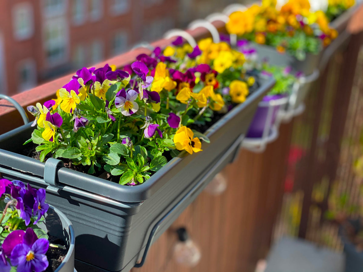 violettes sur balcon en automne