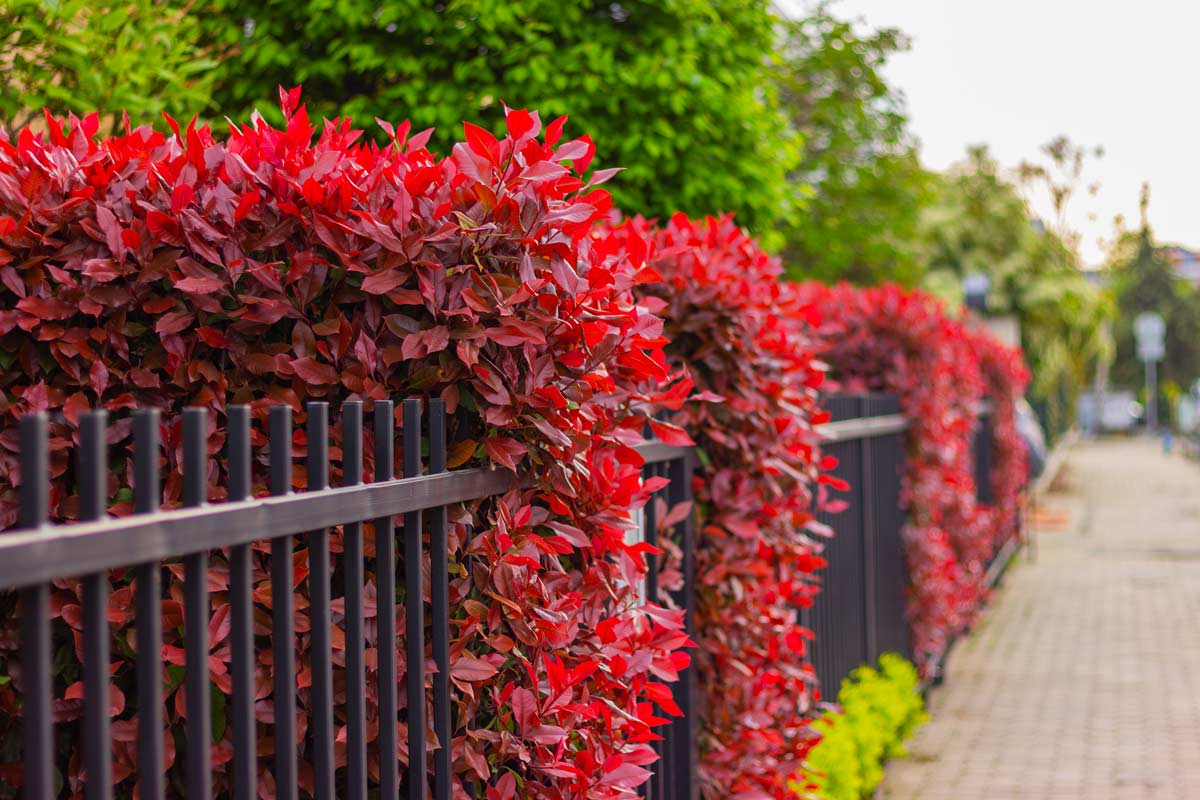 Haie de Photinia