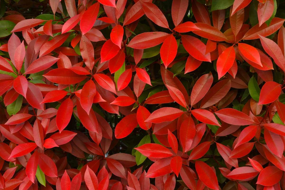 Photinia rouge