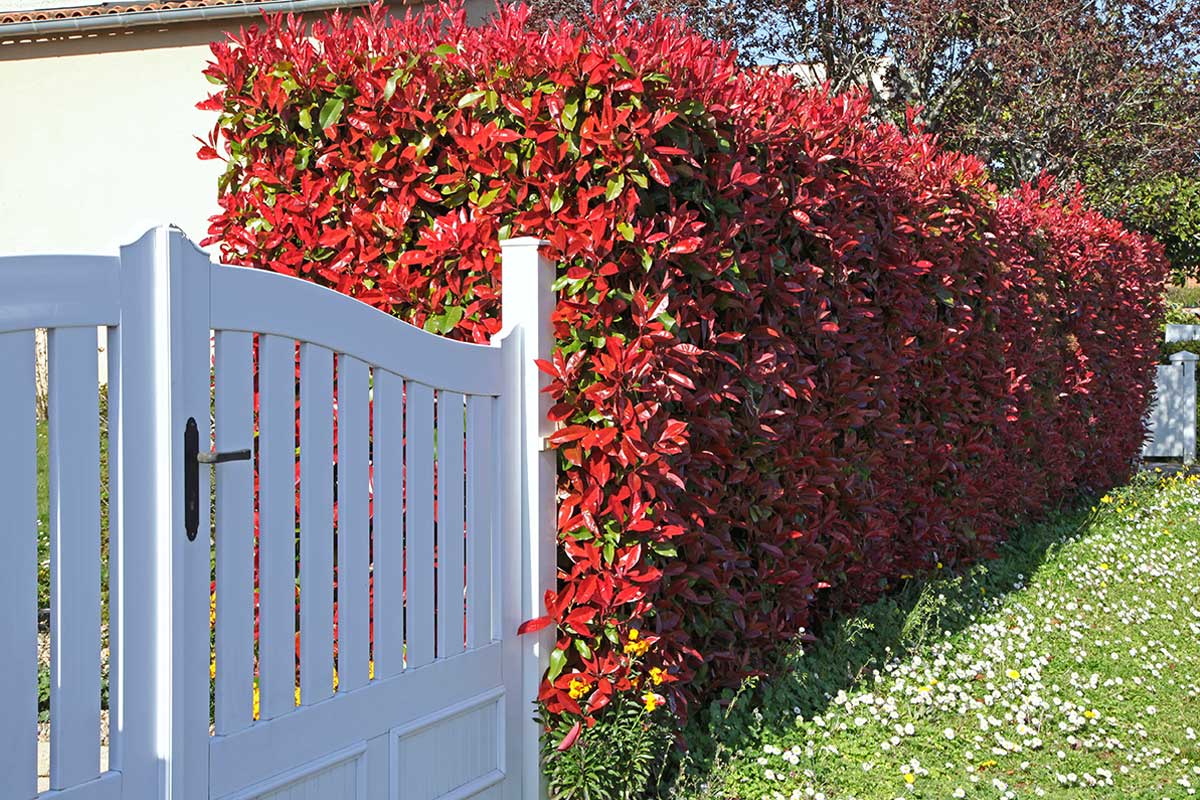 Haie de Photinia rouge.