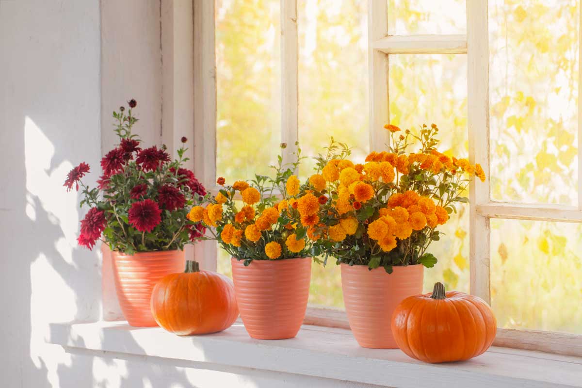 des plantes pour égayer et colorer les balcons et les rebords de fenêtres en automne