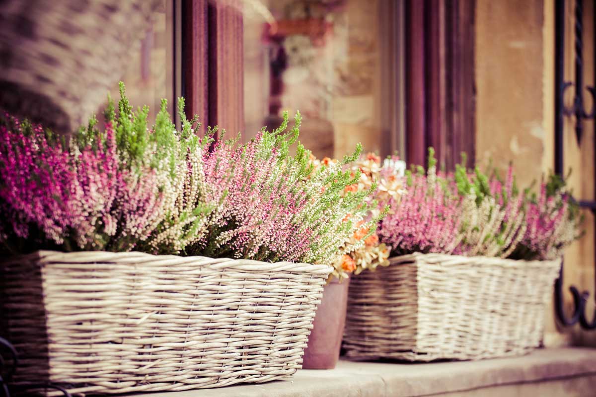 plantes balcon automne