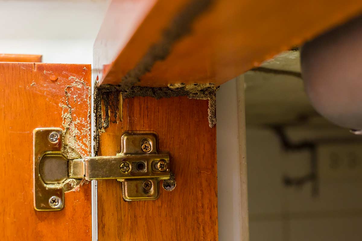 termites dans un meuble en bois