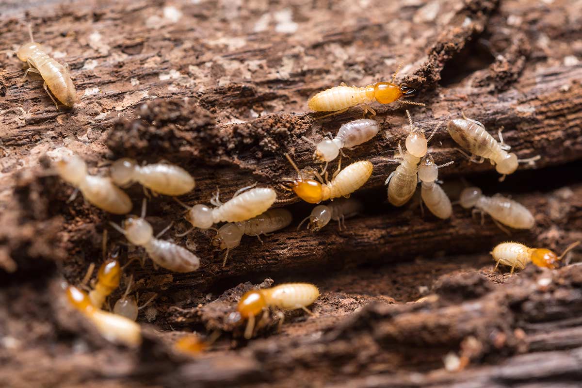 infestation de termites