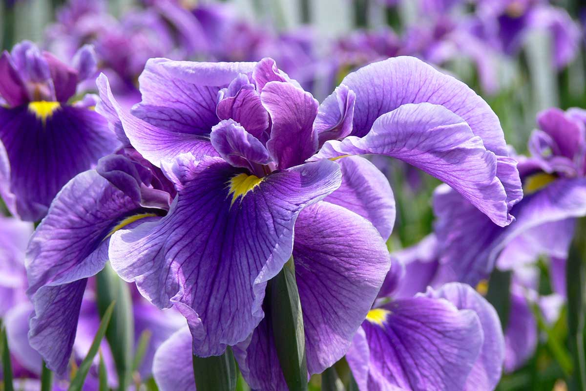 iris culture jardin