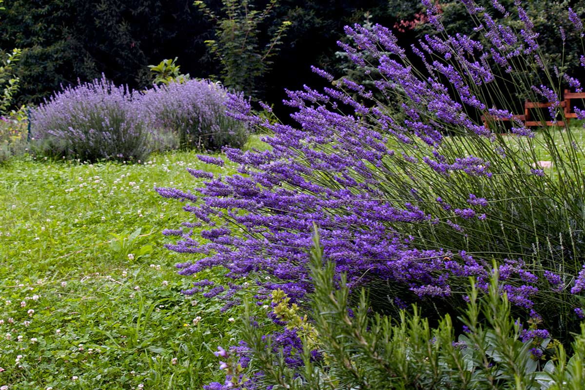 Lavande dans le jardin.