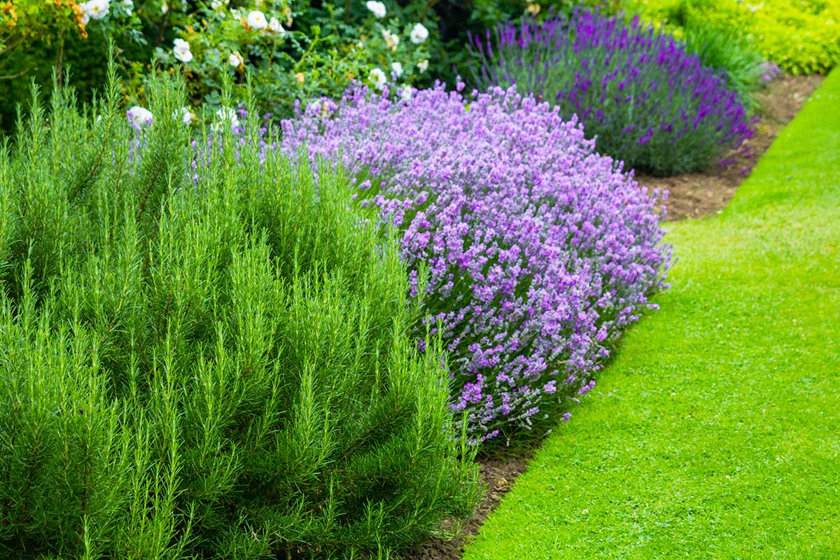 Aiuole con lavanda.