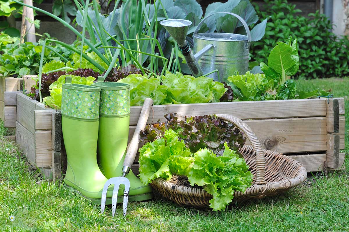 légumes à planter en automne