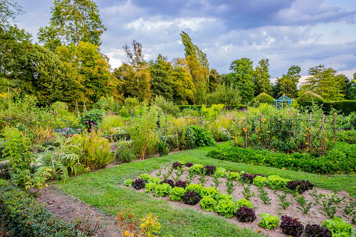 légumes potager automne