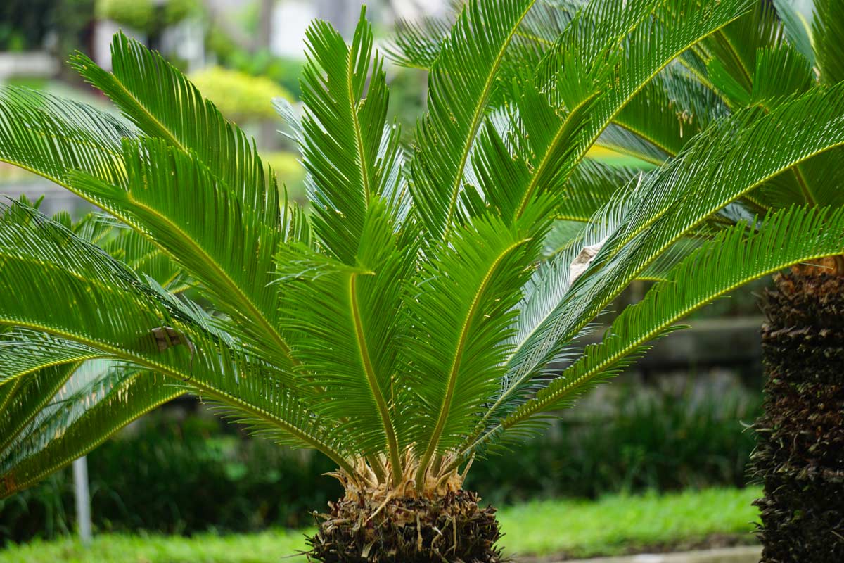 cycas en terre