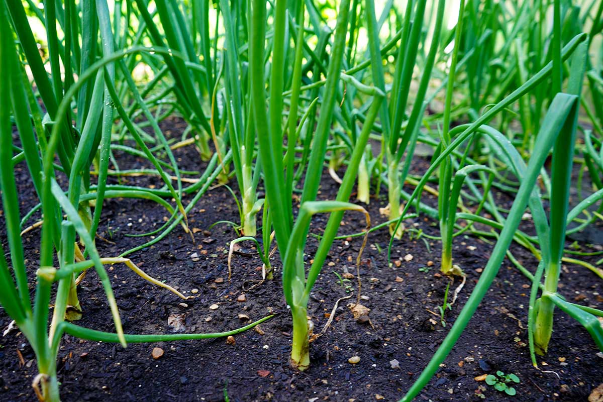 Oignons dans le potager.