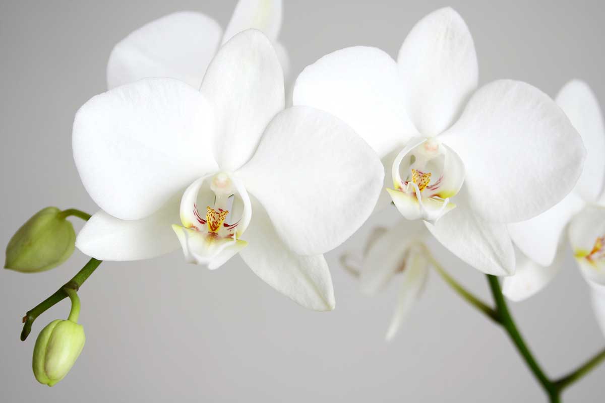 orchidée automne