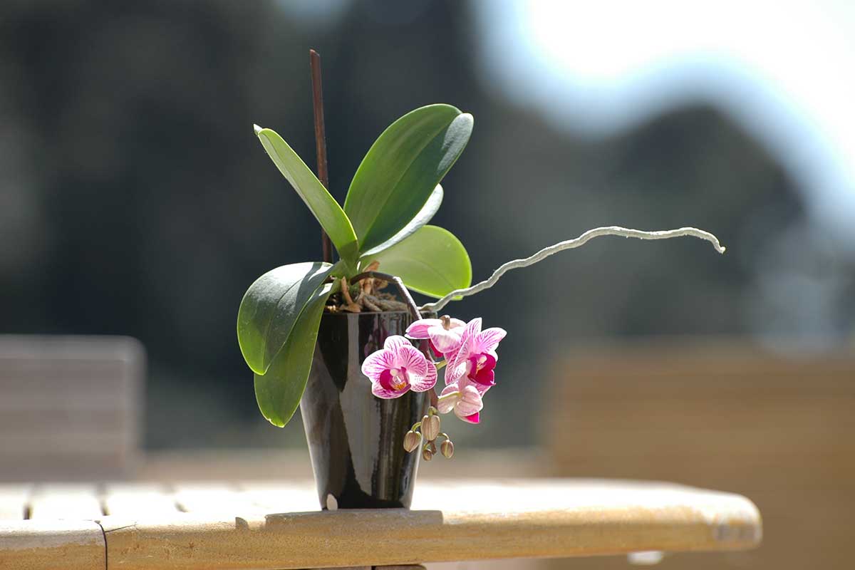 orchidée dans un vase noir