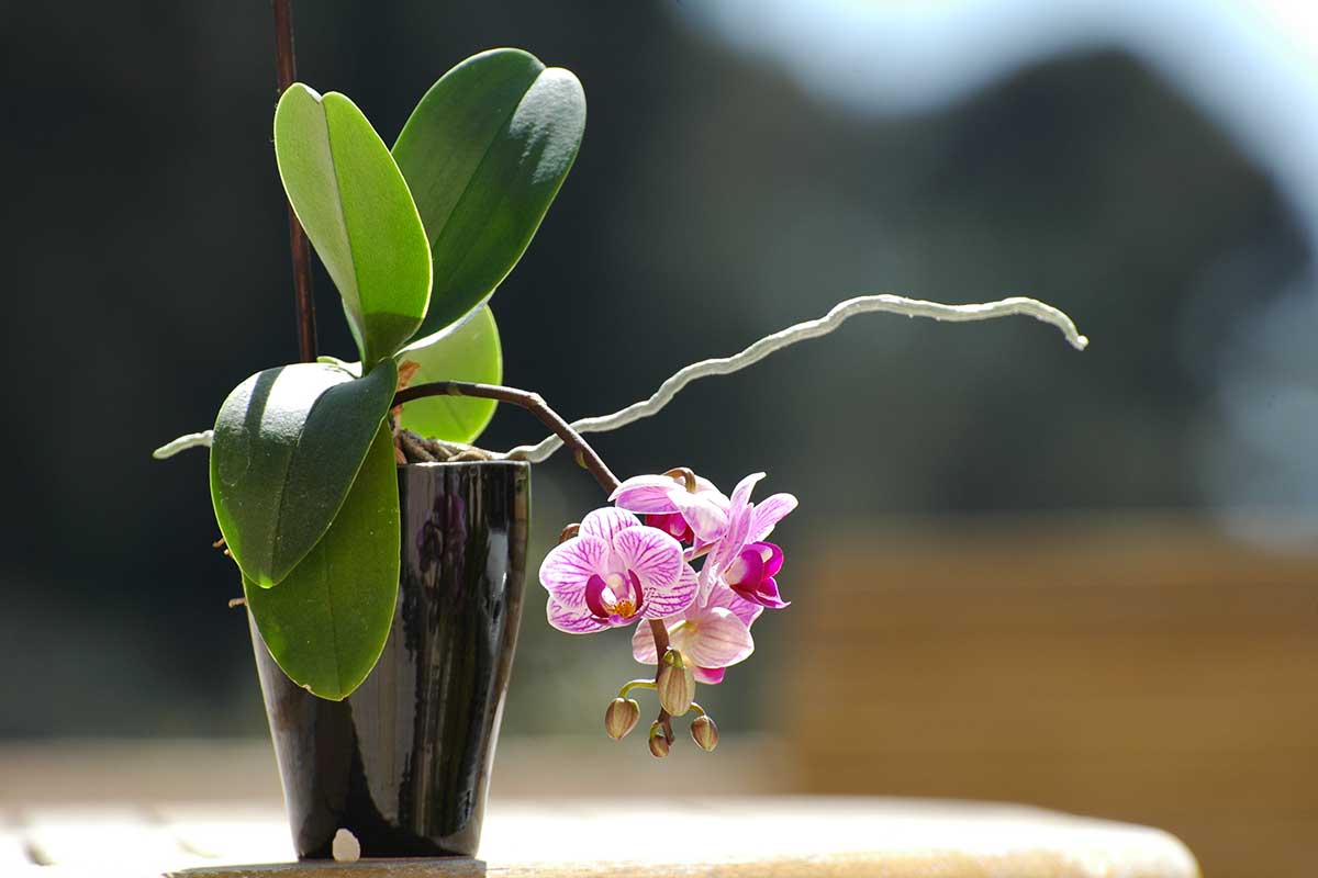 orchidée qui se dessèche