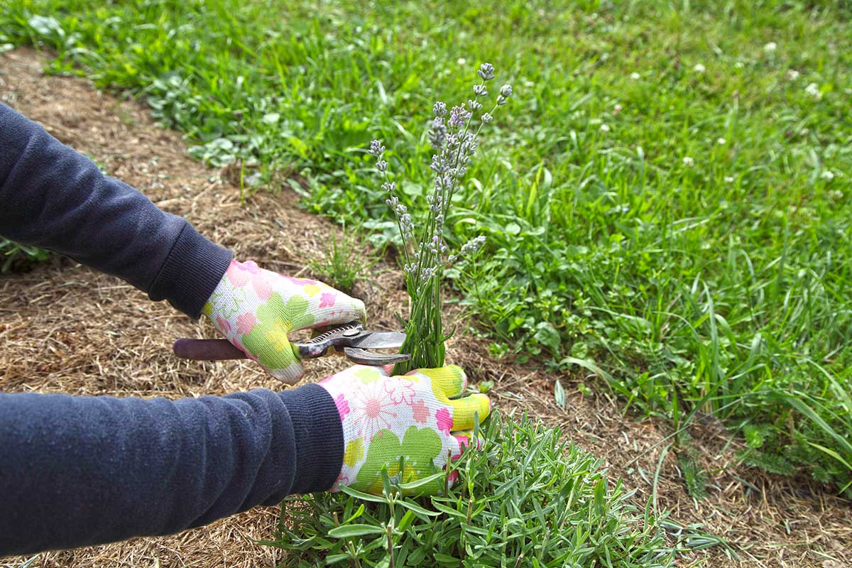 lavanda entrain d'etre taillée