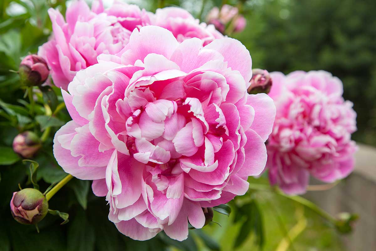 pivoines en pot