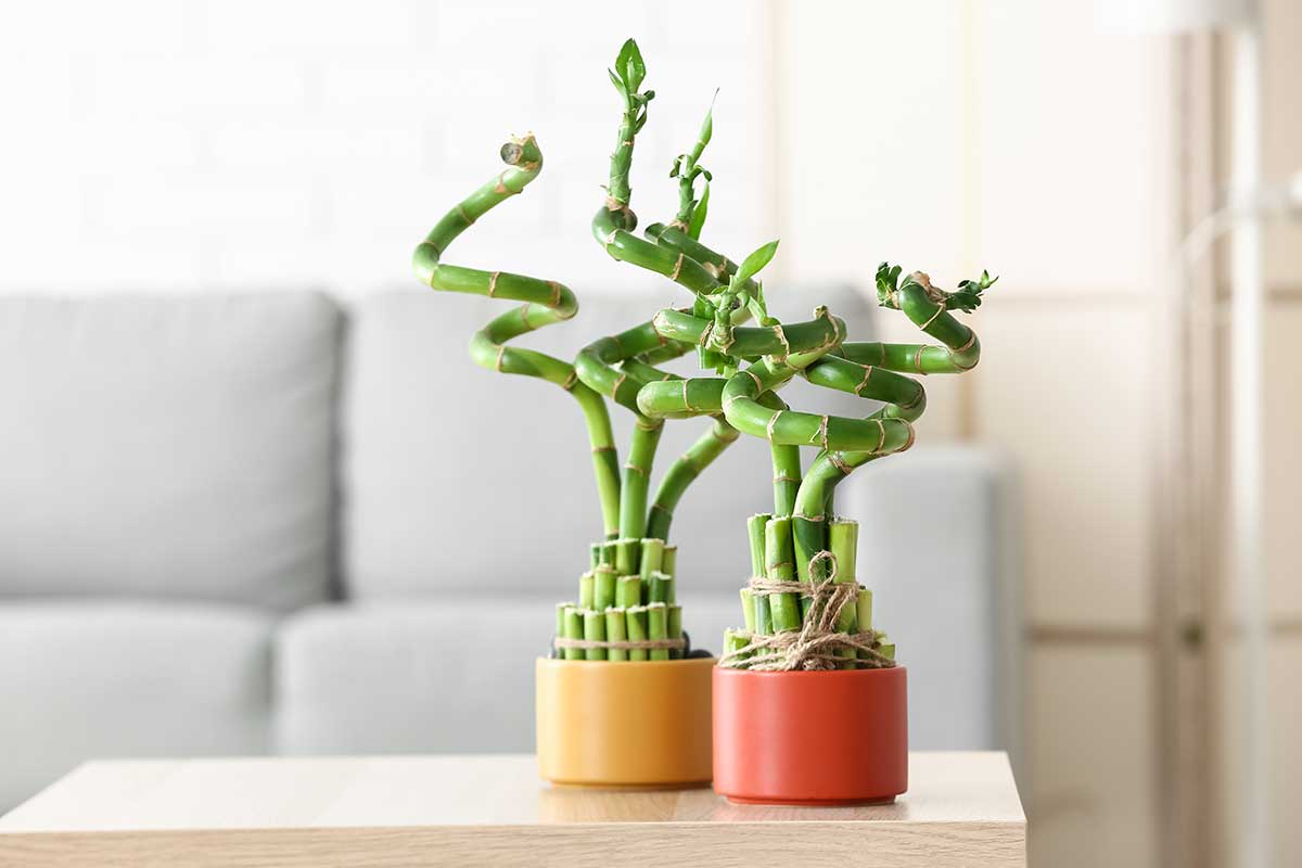 placer le lucky bamboo